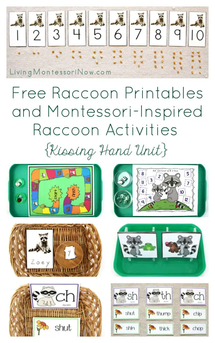 Imprimables gratuits de raton laveur et activités de raton laveur inspirées de Montessori