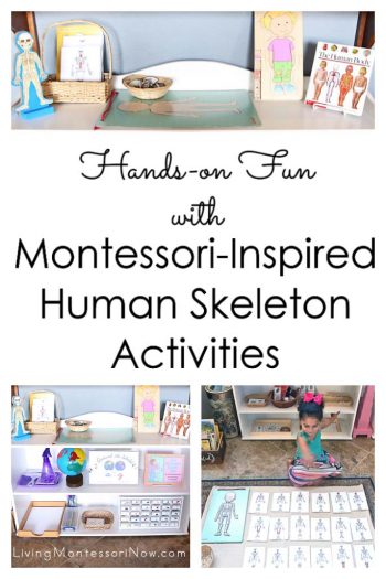 Amusement pratique avec des activités de squelette humain inspirées de Montessori