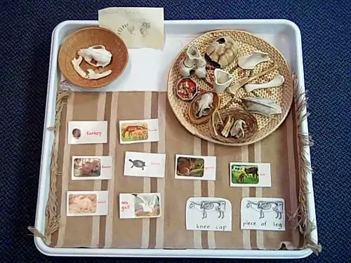Os d'animaux appariés aux cartes (photo du centre d'apprentissage Montessori de Dundee) Os d'animaux assortis à des cartes (photo du centre d'apprentissage Montessori de Dundee)