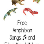 Chansons d'amphibiens gratuites et vidéos éducatives