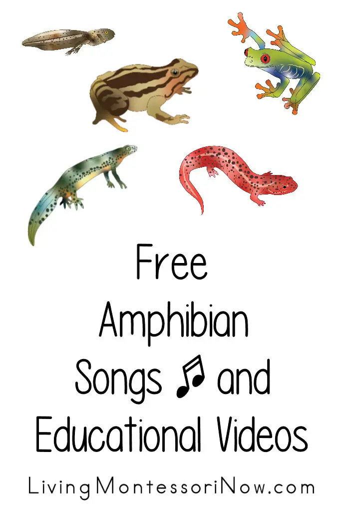 Chansons et vidéos éducatives gratuites pour les amphibiens