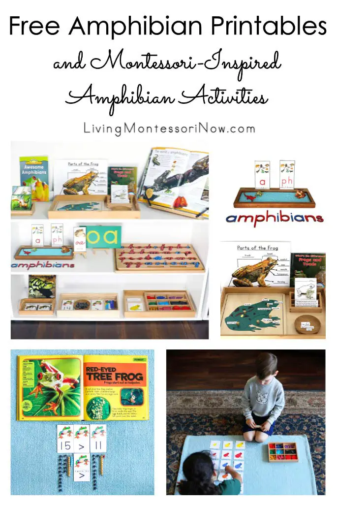 Imprimables gratuits sur les amphibiens et activités d'amphibiens inspirées de Montessori